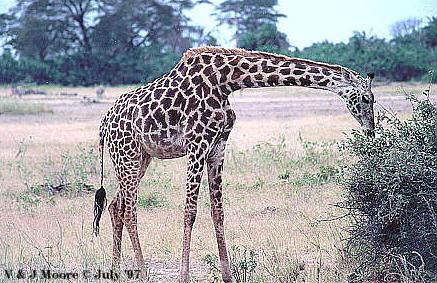 [EastAfrica-Giraffe971-EatingLeaves.jpg]