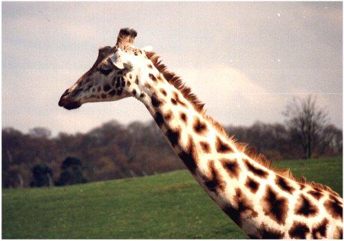 [Giraffe2-Head_closeup.jpg]