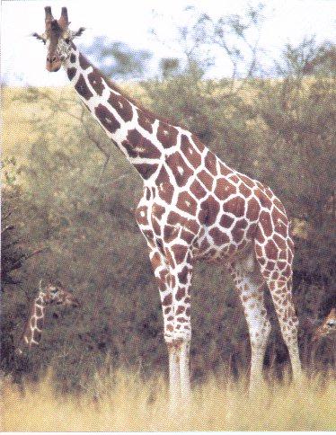 [GiraffeWatching.jpg]
