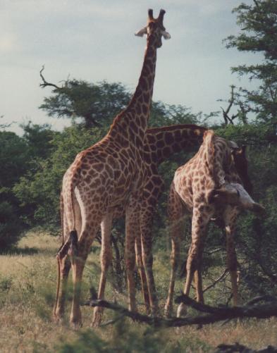 [Giraffes-1.jpg]