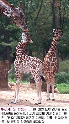 [Giraffes-Twin-199709250003.jpg]
