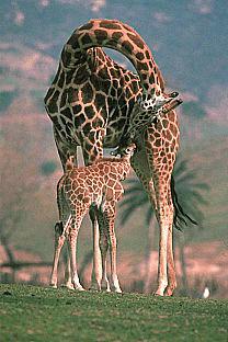 [SDZ_0084-Giraffes-MomNursingBaby.jpg]