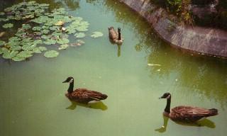 [CanadaGoose-geese-Floating_on_pond.jpg]