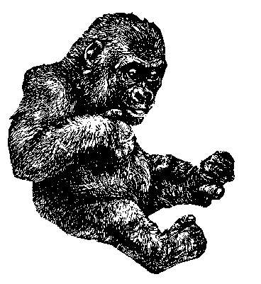 [PenDrawing-gorilla3.gif]