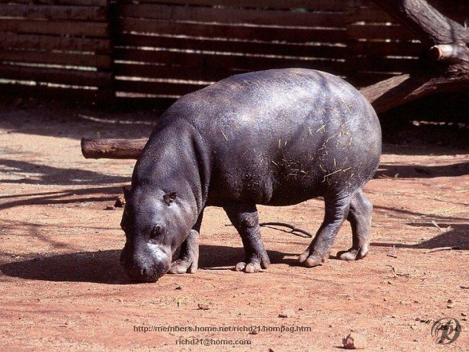 [Fhipo2-Hippopotamus.jpg]
