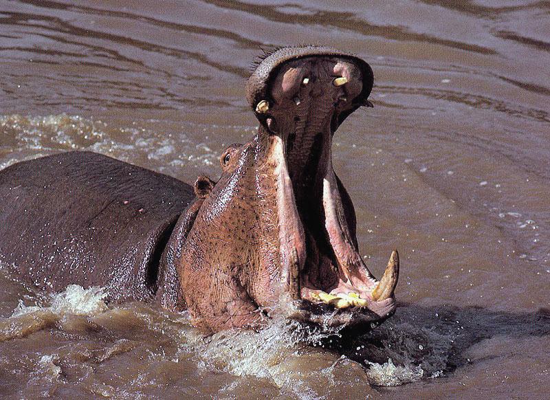 [Hippopotamus05-GreatMouth.jpg]