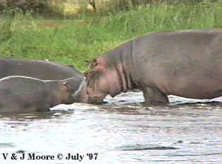 [LakeManyara-Hippopotamus-1-Mom-N-Youngs.jpg]