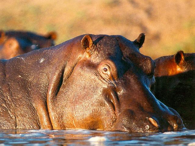 [afwld100-Hippopotamuses_in_river-closeup.jpg]
