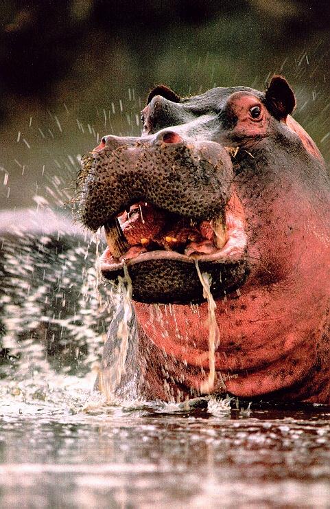 [hippopotamus04.jpg]
