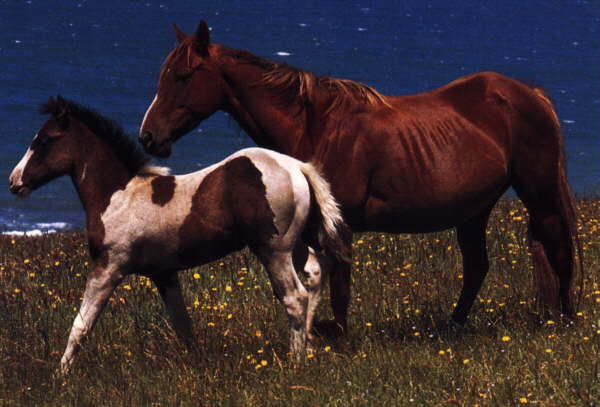 [Horse7-Stallions-Mom_n_young.jpg]