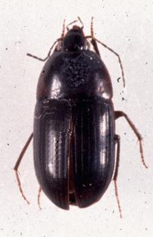 [InsectBeetle-Oodes_ameroides-oodine.jpg]