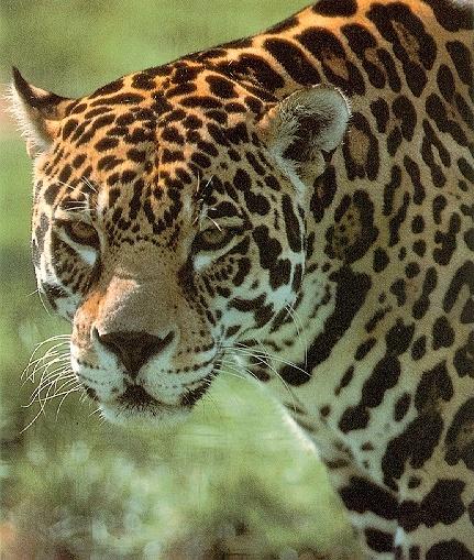 [Jaguar1-Closeup.jpg]