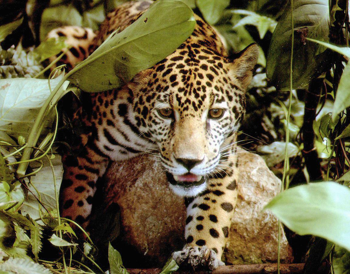 [Jaguar11-Walking_out_of_jungle.jpg]