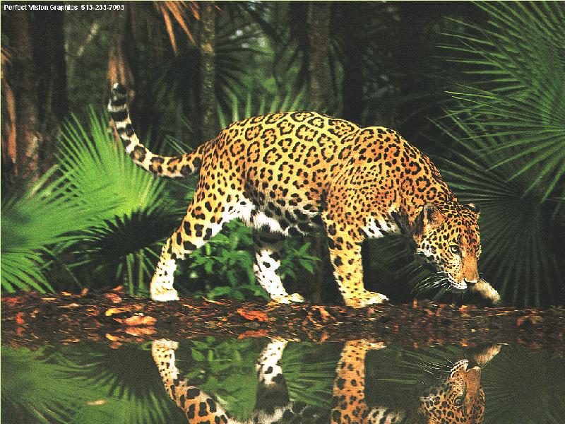 [PV-Jaguar-InJungle-WaterMirror.jpg]