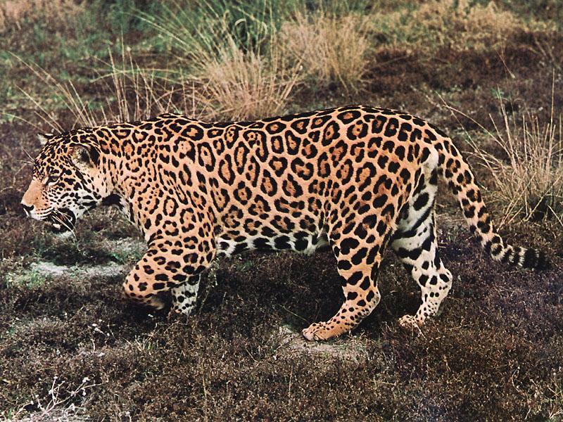 [jaguar-walks_on_grassland.jpg]