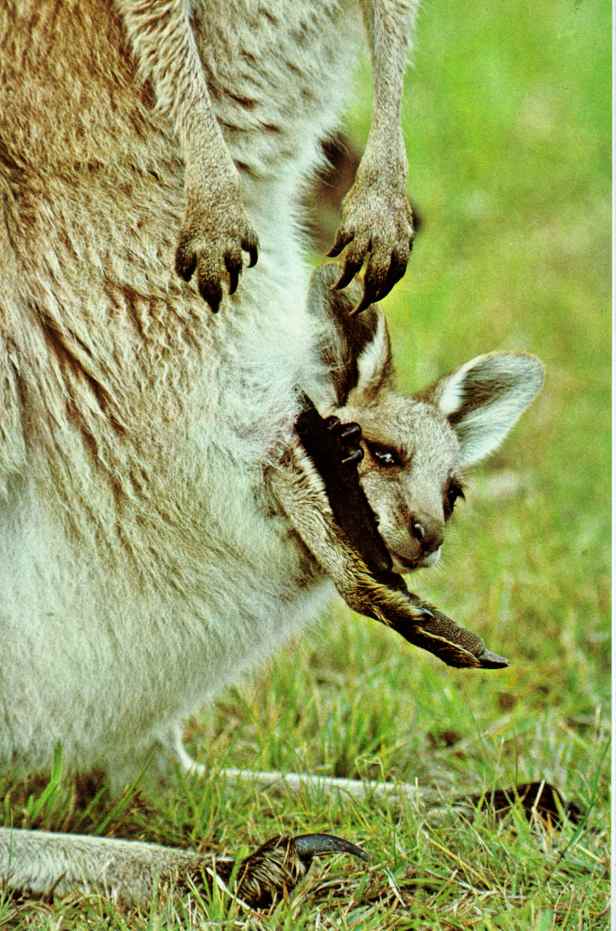[kangaroo02-Young_in_pouch.JPG]