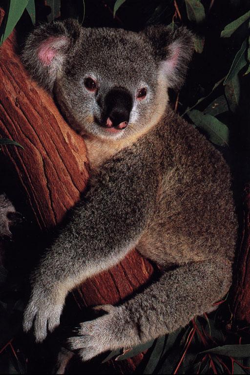 [Koala_1-Resting_on_tree.jpg]