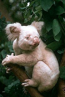 [SDZ_0004-Albino-Baby-Koala.jpg]