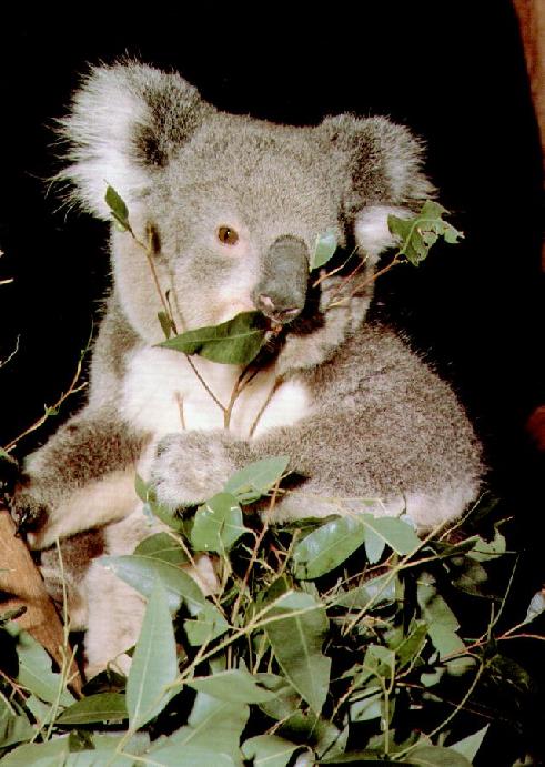 [koala-1.jpg]
