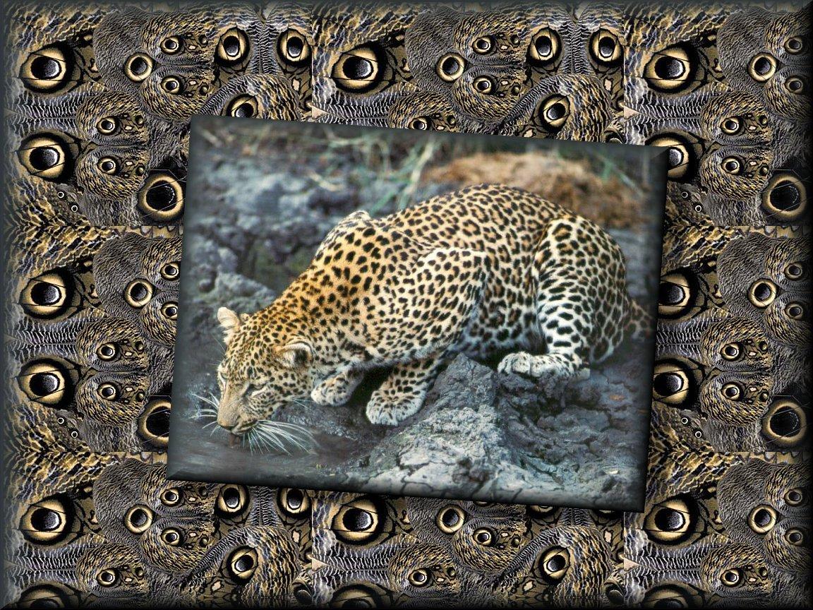 [Leopard-Spots.jpg]