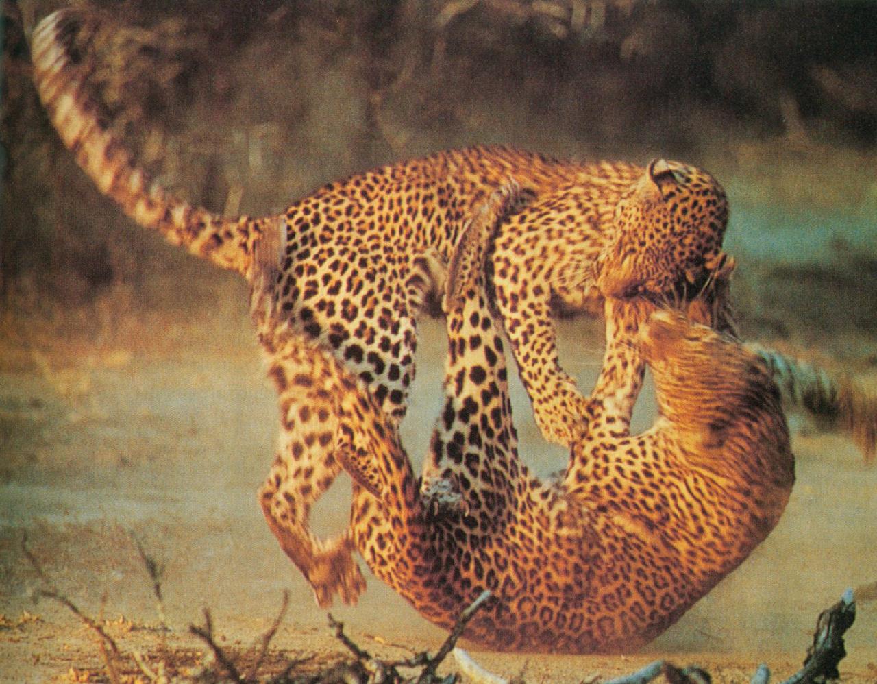 [Leopards_fighting_sm_f.jpg]