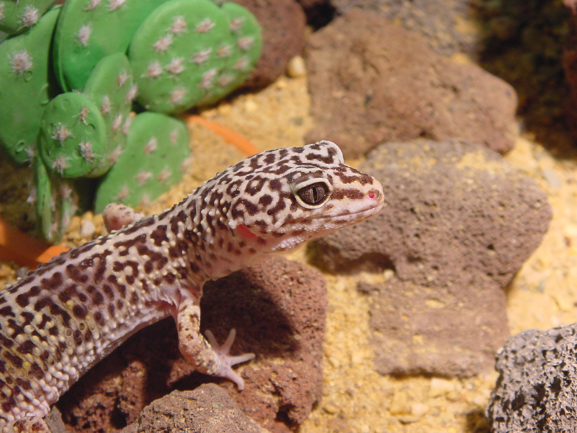 [001001-luipaardgekko2 - leopard gecko.jpg]