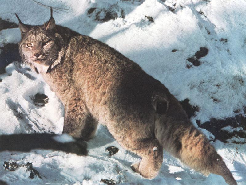 [CanadianLynx-Climbing_up_snow_hill-Looks_back.jpg]
