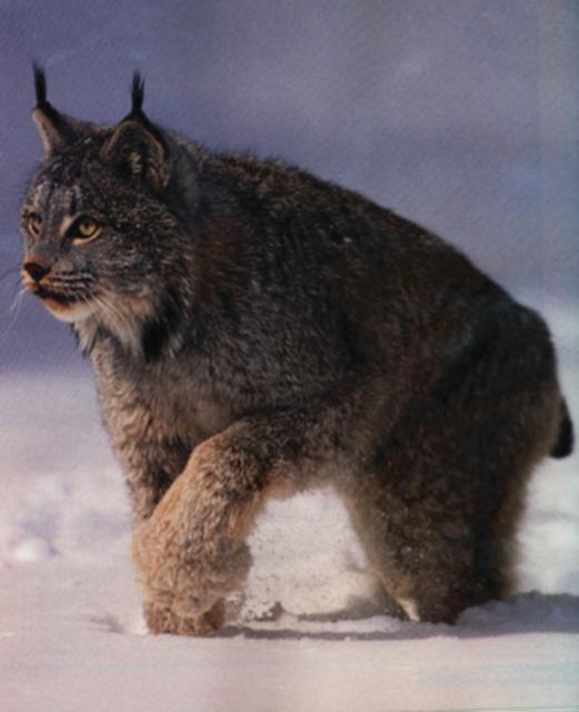 [Lynx001-Walking_on_snow.jpg]