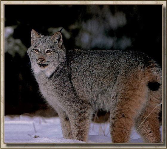 [Lynx_01-Standing_in_snow.jpg]