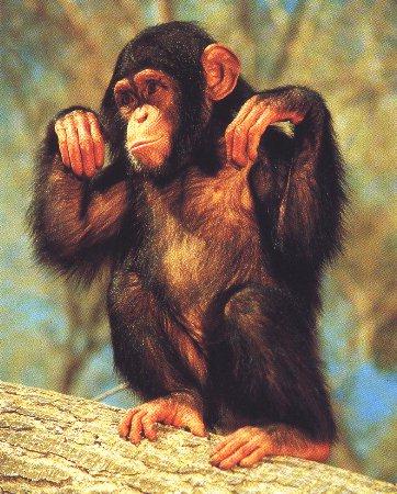 [Monkey01-YoungChimpanzee-OnLog.jpg]