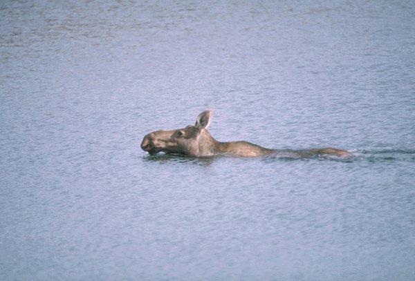 [15600039-Moose-SwimmingAccrossRiver.jpg]
