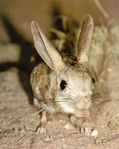 [Awhat15-Jerboa-JumpingMouse.jpg]