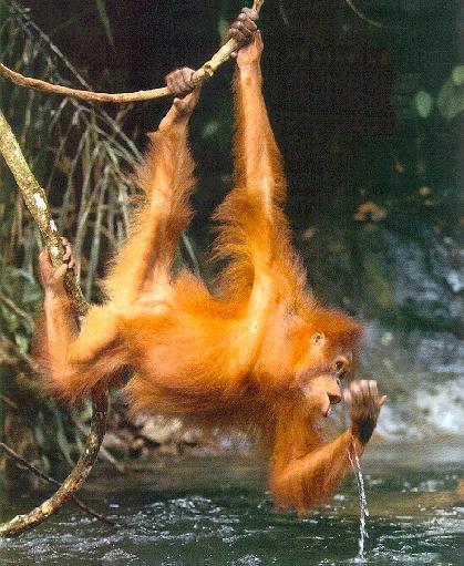[Orangutan02_DringkingWater.jpg]