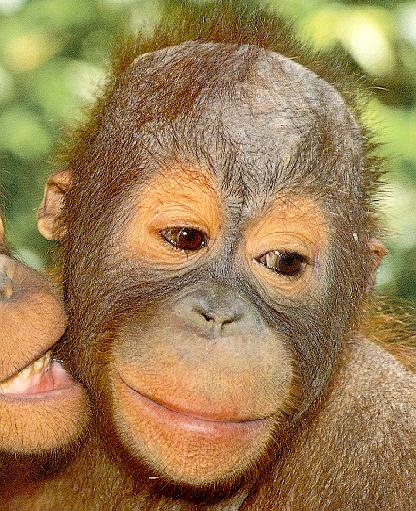 [Orangutan4-FaceCloseup.jpg]