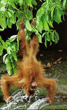 [Orangutan4.jpg]