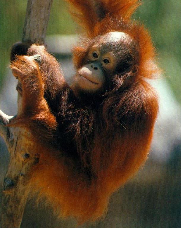 [Orangutan8.jpg]