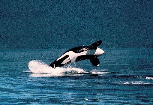 [KillerWhale_101-Orca-Jumping-AbdominalView.jpg]