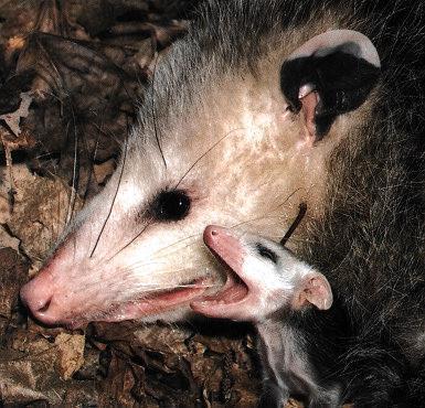 [Opossum_0-MomNBaby-FaceCloseup.jpg]