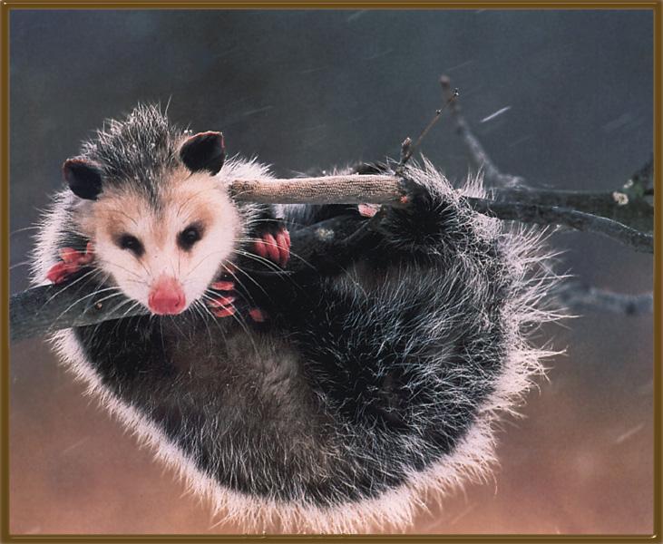 [Opossum_03-HangingBranch.jpg]