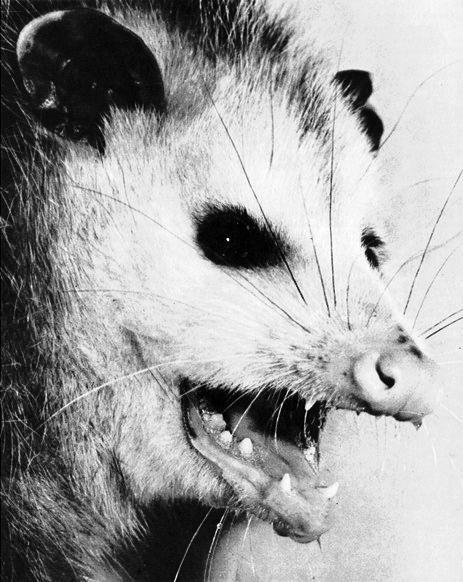 [Opossum_1-FaceCloseup.jpg]