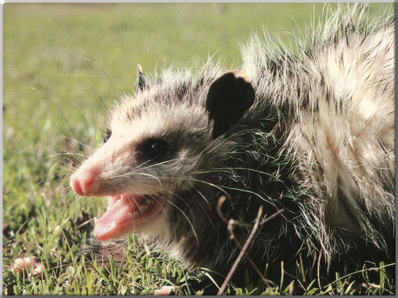 [Opossum_12-Snarls_on_the_grassland.JPG]
