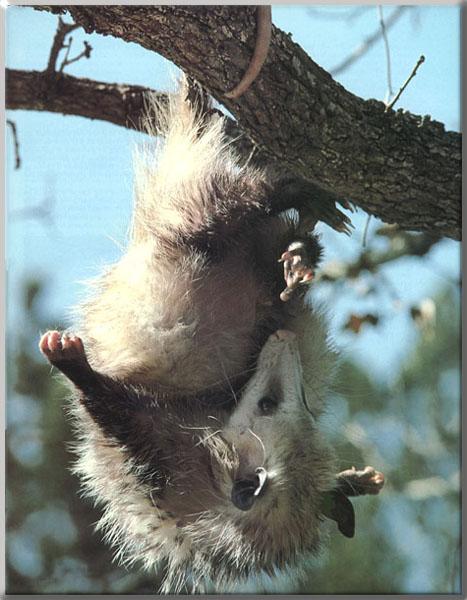 [Opossum_13-Hanging_tree_with_tail.jpg]