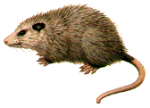 [gfx-opossum.gif]