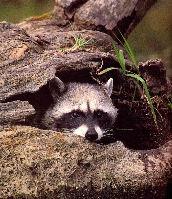 [Raccoon12-Face_Closeup-In_Log_Hole.jpg]