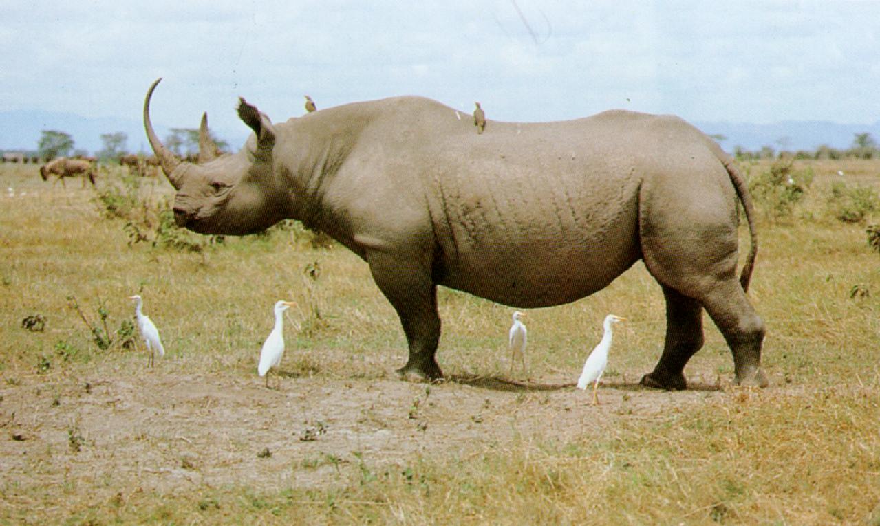 [BlackRhinoceros_J01-With_Egrets.jpg]