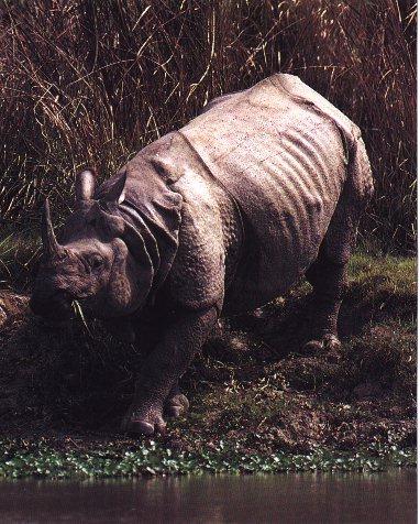 [IndianRhinoceros01.jpg]