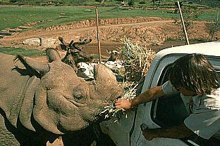 [SDZ_0065-Feeding-Rhinoceros.jpg]