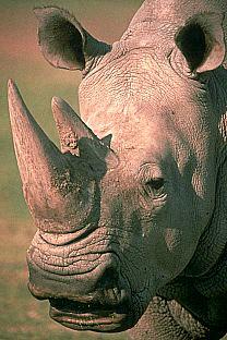 [SDZ_0329-Rhinoceros-Face-Closeup.jpg]