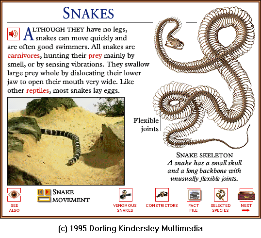 [DKMMNature-Reptile-KingSnake-SnakeSkeleton.gif]