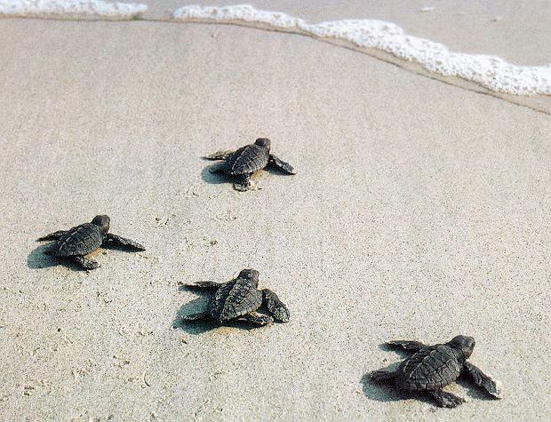 [4YoungSeaTurtles-ToSea-02.jpg]